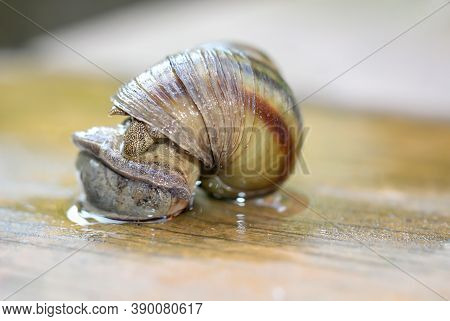 Marsh Snail, Viviparidae, Sits On A Wooden Walkway Above A Small Garden Pond.
