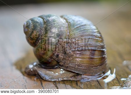 Marsh Snail, Viviparidae, Sits On A Wooden Walkway Above A Small Garden Pond.