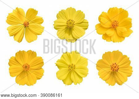 Collection Of Yellow Cosmos Flower (coreopsideae) Isolated On White Background. Object With Clipping