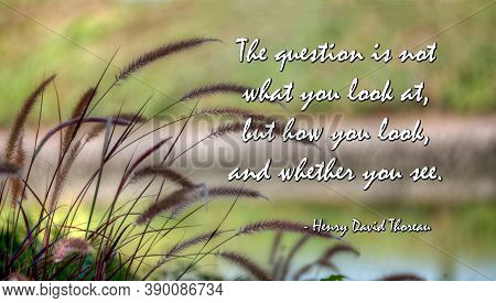 Wildgrasses At Lake With Quote From Henry David Thoreau