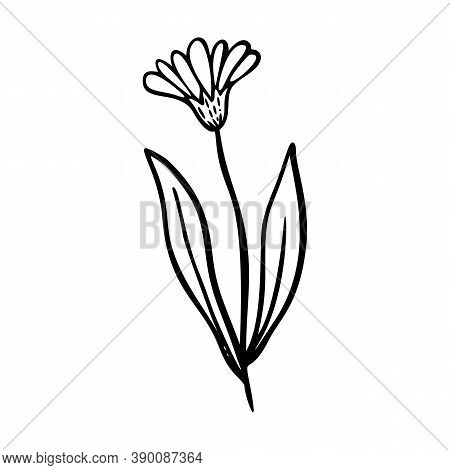 Calendula Outline Vector & Photo (Free Trial) | Bigstock