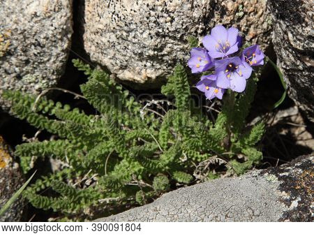 Sky Pilot (polemonium Viscosum) Purple Wildflowers In Beartooth Mountains, Montana