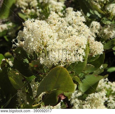 Buckbrush (ceanothus Velutinus) White Shrub Wildflower In Beartooth Mountains, Montana