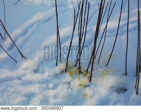 Animal Urine On The White Snow Under A Bush, Outdoor Closeup