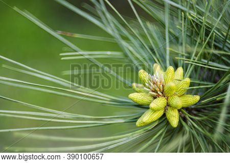 Cluster Of Pollen-bearing Male Cones At The Tip Of A Lodgepole Pine Branch. Young Lodgepole Pine Con