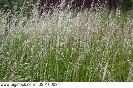 Lolium Perenne Or Perennial Ryegrass, Italian Ryegrass