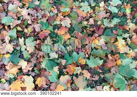 Colorful Fallen Autumn Leaves On Green Grass Field Or Lawn. Season, Nature, Autumn Card, Thanksgivin