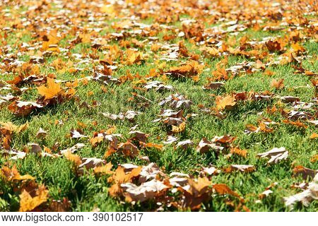 Colorful Fallen Autumn Leaves On Green Grass Field Or Lawn. Season, Nature, Autumn Card, Thanksgivin