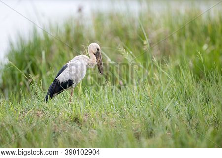 Closeup Asian Openbill Or Asian Openbill Stork, Low Angle View, Side Shot, In The Morning Walking An
