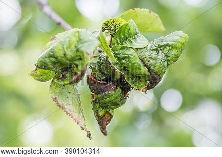 Branch Of Fruit Tree With Wrinkled Leaves Affected By Black Aphid. Cherry Aphids, Black Fly On Cherr