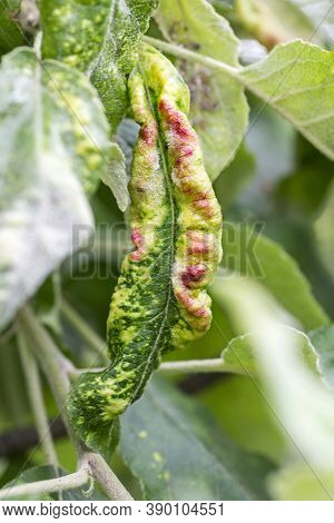 Fungal Diseases Of Fruit Trees. Taphrina Deformans. Leaves Of Fruit Trees With Leaf Curl Disease