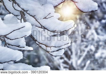 Winter Background. Snow On Tree Branches.trees In The Snow.beautiful Winter Landscape.branches Close