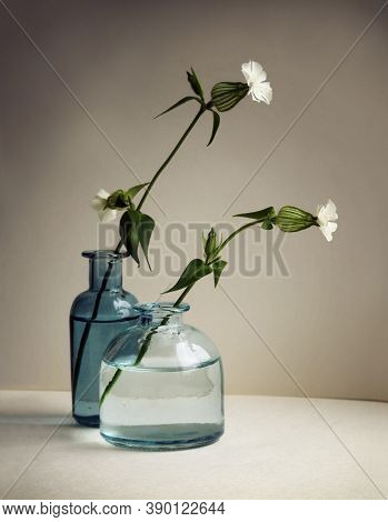 Still Life With Two Silene Vulgaris Flowers (bladder Campion Or Maidenstears) In The Small Glass Vas