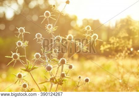 Blurry Natural Warm Background. Eryngium. Vintage Soft Light Tone And Soft Focus Of Abstract Nature 