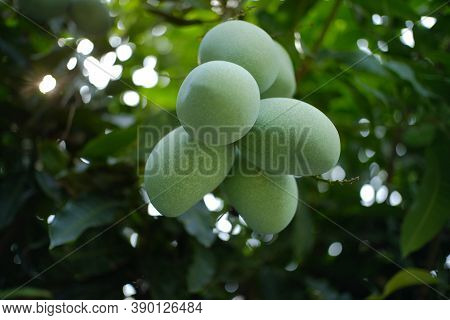 Fresh Mango Fruit On The Tree, Young Mango Fruit Is Green