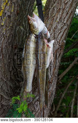 Raw Zander,large Gutted Fish.cooking Over A Campfire. Zander.fishing Adventures, Hike, Summer Vacati