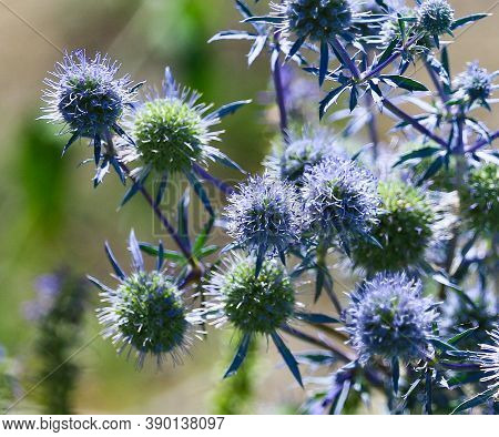 Alien-like Spheres Of Steel Blue Globe Thistles