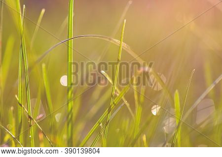 Delicate Natural Background In Pastel Colors. Misty Unobtrusive Blurred Background With Green Grass.