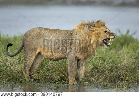 Male Lion Snarling Showing Aggression While Standing In Green Bush Near Water In Ndutu In Tanzania