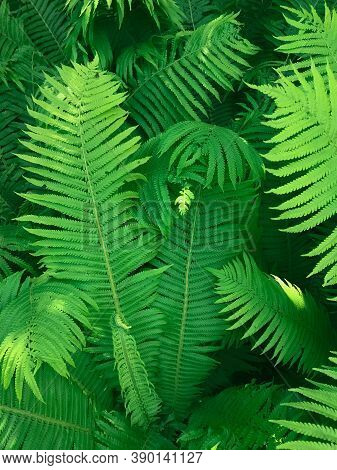 Large Fern Leaves