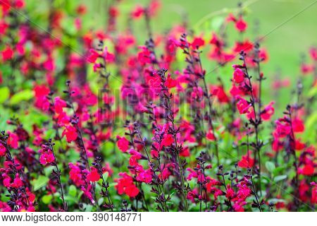 Large Evergreen Shrub Of Vivid Dark Red Salvia Microphylla Hot Lips Flowers, Commonly Known As The B