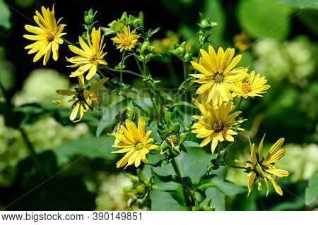 Many Delicate Fresh Vivid Yellow Flowers Of Jerusalem Artichoke Plant, Commonly Known As Sunroot, Su