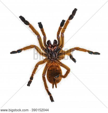 Bottom View Of Young Orange Baboon Tatantula Spider Aka Pterinochilus Murinus Rcf. Isolated On White