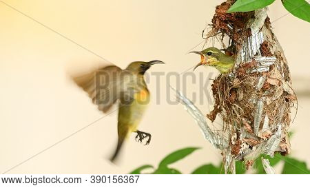 Sunbird And Baby Bird In A Nest At Thailand. Olive-backed Sunbird, Yellow-bellied Sunbird, Cinnyris 
