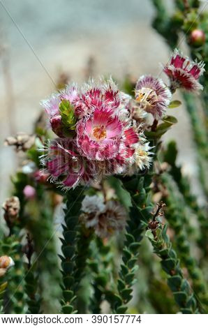 Pink, Red And White Flowers Of The Australian Native Oval Leaved Feather Flower Verticordia Ovalifol