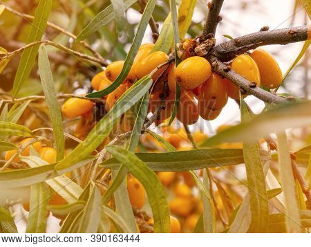 A Branch Of Ripe Orange Sea Buckthorn In Dense Foliage. Healthy Sour Berries With A High Content Of 