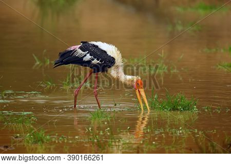 The Painted Stork (mycteria Leucocephala) Fishing In Muddy Water