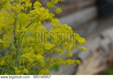 Woad In Flower (isatis Tinctoria) Known Also As Dyer's Woad Or Glastum.