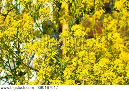 Woad In Flower (isatis Tinctoria) Known Also As Dyer's Woad Or Glastum.