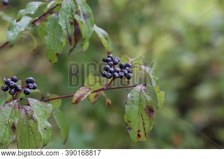 Cornus Sanguinea. Bush In Autumn With Berries