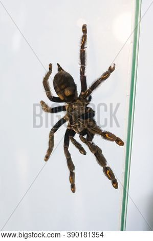 Big Brown Spider In Terrarium On Glass