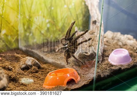 Spider Nhandu Vulping In A Terrarium Closeup
