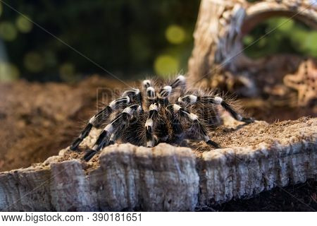 Spider Brachypelma Auratum In A Terrarium Closeup