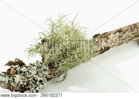 Lichen On Tree Branch Isolated On White Background. Evernia Prunastri Also Known As Oakmoss