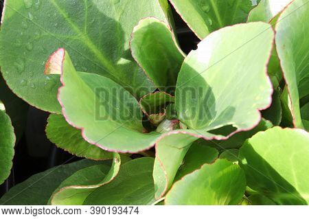 Green And Red Edges Leaves Of A Bergenia Plant