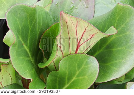 Green And Red Edges Leaves Of A Elephant Ear Plant
