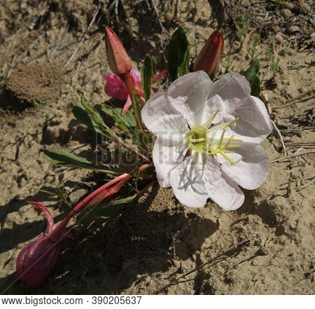 Primrose (oenothera) White Wildflower In Weatherman Draw, Montana
