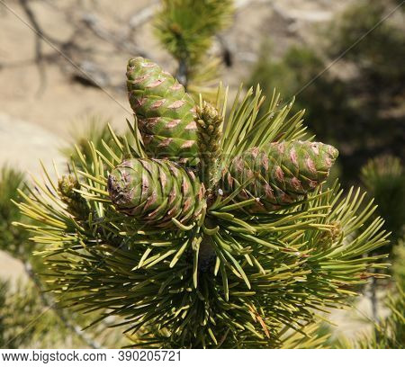 Limber Pine (pinus Flexilis) Cones In Weatherman Draw, Montana
