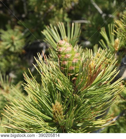Limber Pine (pinus Flexilis) Cone In Weatherman Draw, Montana