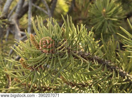 Two-needle Pinyon (pinus Edulis) Cone In Zion National Park, Utah