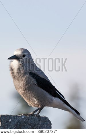A Grey And Black Clark's Nut Cracker Bird Sits On A Rock Near A Park Sign At Crater Lake National Pa