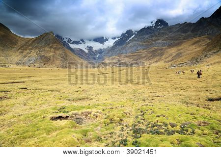 Kvæg i Cordiliera Huayhuash, Gennemlæsning, Sydamerika