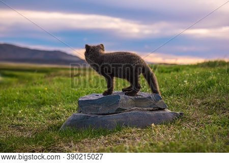 Beautiful Wild Animal In The Grass. Arctic Fox Cub, Vulpes Lagopus, Cute Animal In The Nature Habita
