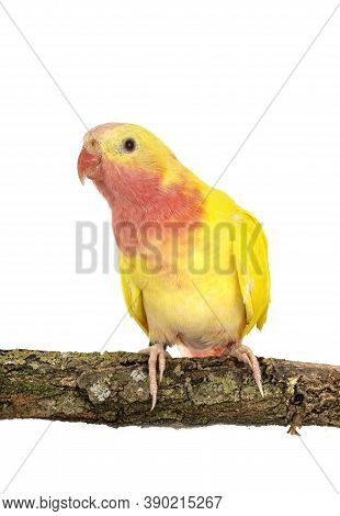 Princess Parrot In Front Of White Background