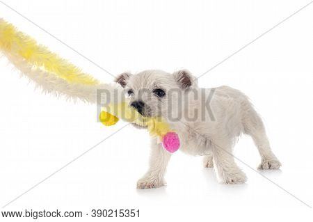 Puppy West Highland White Terrier In Front Of White Background