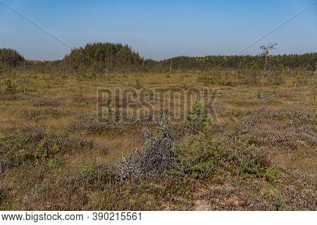 Territory Of Sestroretsk Swamp Reserve. Saint-petersburg. Russia